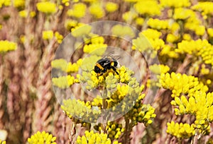 Bumble-bee and yellow sedum flowers