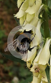 Bumble-beeBombus terrestrisBotanical Garden.Macea,Arad County,Romania