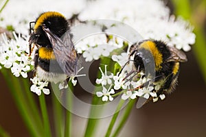 Bumble bees busy gathering nectar in summer photo