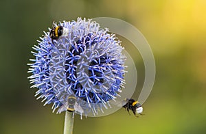 Bumble Bees on Echinops