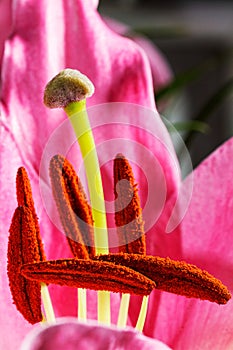 Bumble Bees love pollen - stock photo