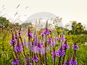 Bumble bees pollinate wildflowers during summer. Prairie landscape.