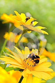 Bumble bees on sunflowers in summer