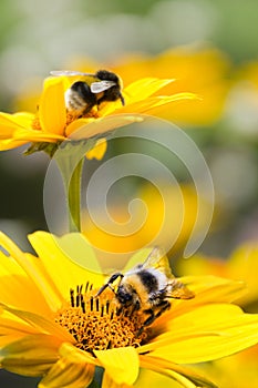 Bumble bees on sunflowers in summer