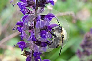 Veronica Longifolia Marietta attracts bumble bees with its vivid colors and irresistable scent