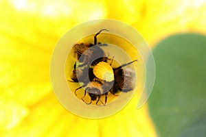 Bumble bees in a yellow flower