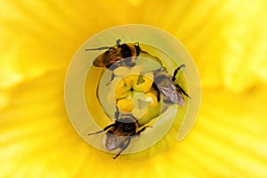 Bumble bees in a yellow flower