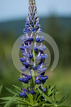 A bumble bess collects nectar from a Lupine flower