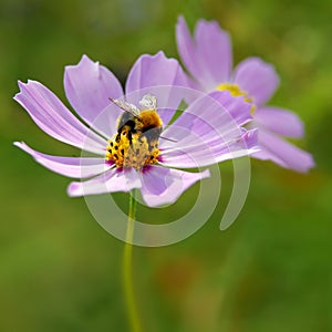 Bumble on flowers