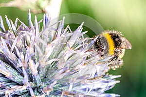 Bumble pollinates a flower/bumble pollinates flower on sunny day. Selective focus