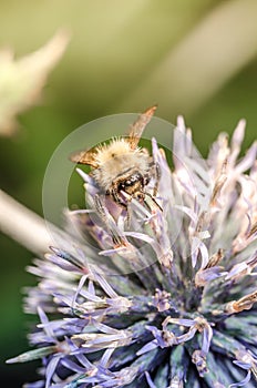 Bumble pollinates a flower/bumble pollinates flower on sunny day. Selective focus