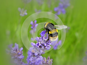 Bumblebee photo