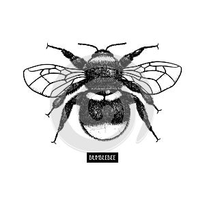 Vector drawing of Bumlebee. Hand drawn insect sketch isolated on white. Engraving style bumble bee illustrations. photo