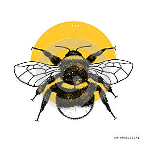 Vector drawing of Bumlebee. Hand drawn insect sketch isolated on white. Engraving style bumble bee illustrations. photo