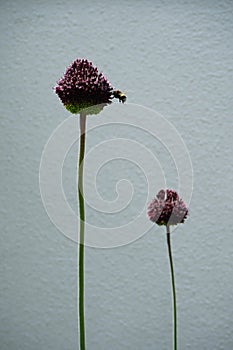 Bumblebee on Allium. Berlin, Germany