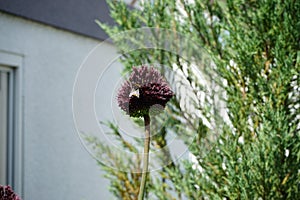 Bumblebee on Allium. Berlin, Germany