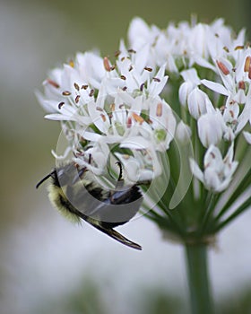 Bumblebee on Allium Tuberosum plant