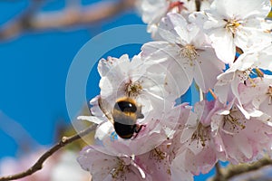 Bumblebee on apple tree flower