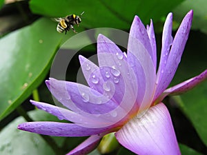 Bumblebee approaching its target