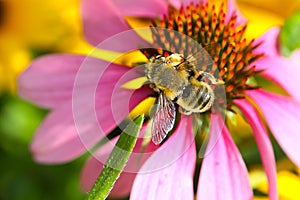 Bumblebee Atop Purple Cone Flower - Bombus