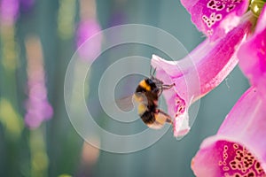 A bumblebee attempts to enter a bell flower of pink foxgloves