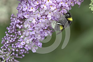 bumblebee attracted by a brightly colored flower collects its pollen