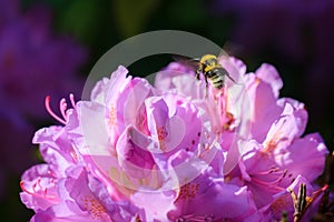 Bumblebee Azalea