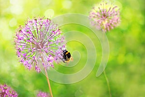 Bumblebee on a beautiful round flower. allium rosenbachianum. Bright summer macro composition on a green background in the sun.