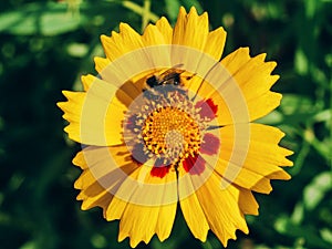 Bumblebee on beautiful yellow flowers blooming in garden