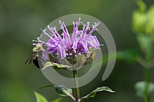 Bumblebee on bee balm in the garden.