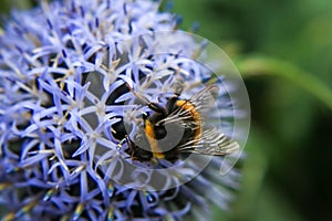 Bumblebee on a bee flower collecting pollen