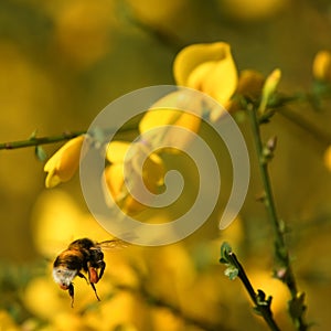 Bumblebee with bee pollen flying on yellow flowers of broom