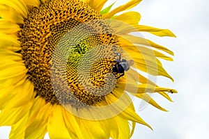Bumblebee, bee and spider on the yellow flower of a sunflower, in the phase of filling seeds
