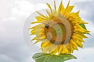 Bumblebee, bee and spider on the yellow flower of a sunflower, in the phase of filling seeds