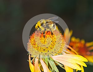 Bumblebee on a big flower.