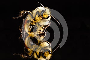 Bumblebee on black with reflection