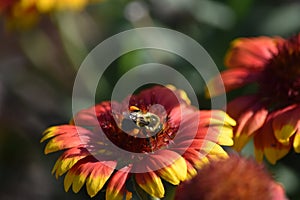 Bumblebee on Blanket Flower