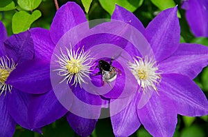 Bumblebee on a blooming dark purple clematis