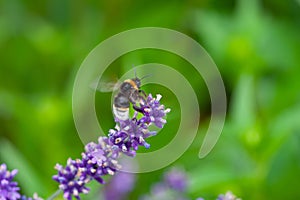 A bumblebee on a blooming lavender