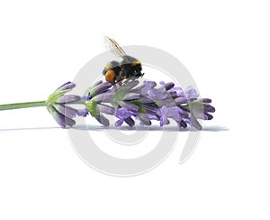 Bumblebee on blooming lavender