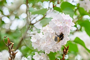 The bumblebee. Blooming spring flowers. Beautiful flowering flowers of lilac tree. Spring concept. The branches of lilac on a tree