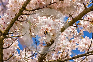 bumblebee in a blossom tree