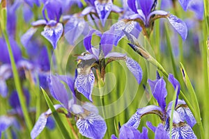 Bumblebee in a blue iris flower