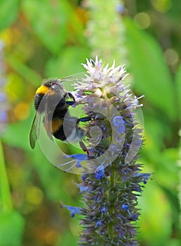 Bumblebee (Bombus)