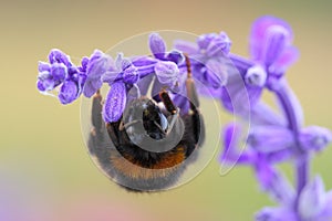 Bumblebee Bombus