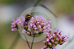 A bumblebee (bombus) harvesting pollen of the blossoms of the Patagonian vervain (verbena bonariensis