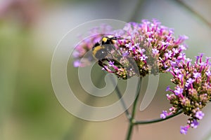 A bumblebee (bombus) harvesting pollen of the blossoms of the Patagonian vervain (verbena bonariensis