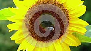 A bumblebee bombus harvesting pollen on a sunflower