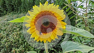 A bumblebee bombus harvesting on a sunflower Helianthus annuus