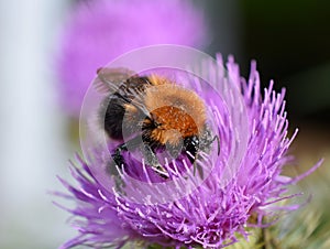 Tree bumblebee Bombus hypnorum on flower